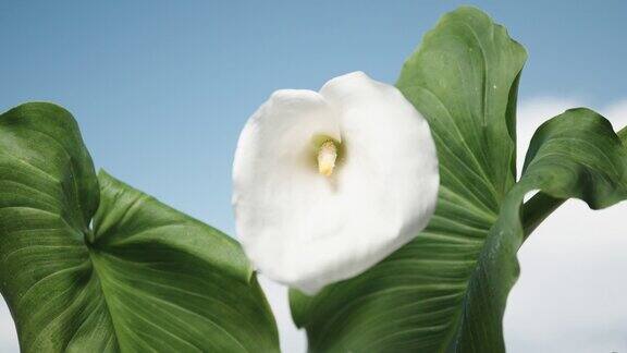 白色的马蹄莲花有绿色的叶子相机将焦点从蓝天转移到花上
