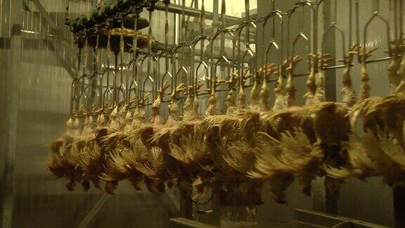 家禽加工设备食品工业中的家禽加工用于家禽生产的育成或育成设备
