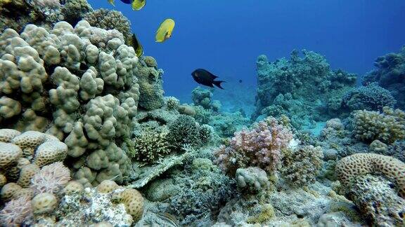 海洋海洋中的水下生物五颜六色的珊瑚和鱼