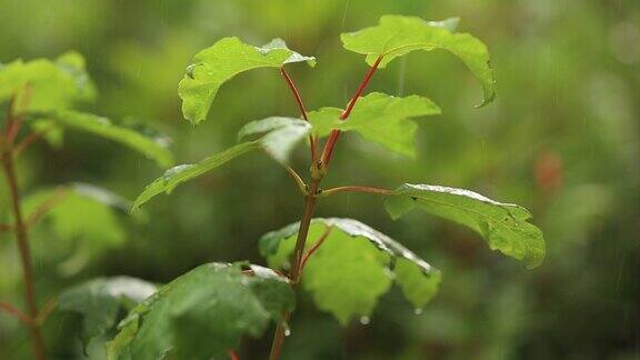 雨滴落在花园里植物叶子上的慢动作