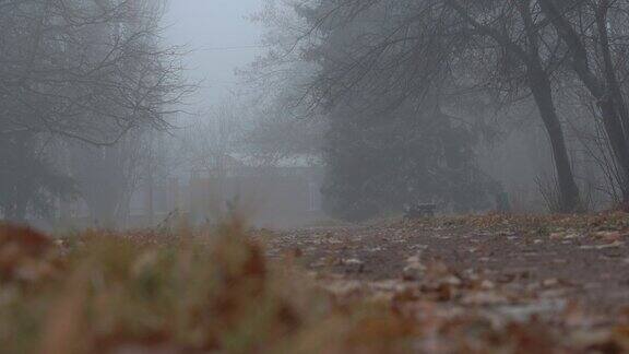 雾气蒙蒙的秋日公园小巷中清晨的树木在浓雾中光秃秃的
