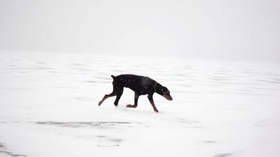 一只黑色纯种狗正在一条冰雪覆盖的河流上奔跑