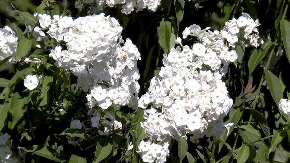 白色的花园鲜花