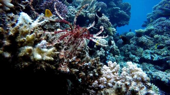海百合彩色的珊瑚和鱼热带鱼海洋中的水下生物
