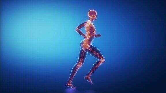 女性跑步时全身骨骼扫描模拟图