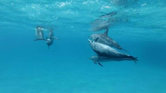 海豚的交配季节飞旋海豚(Stenellalongirostris)水下拍摄红海萨塔亚礁(海豚屋)马萨阿拉姆埃及非洲