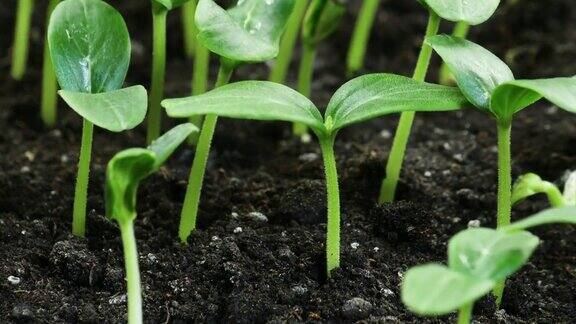 在温室农业中黄瓜植株在春季长时间发芽发芽新生