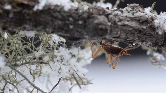 雪虫雪上的昆虫