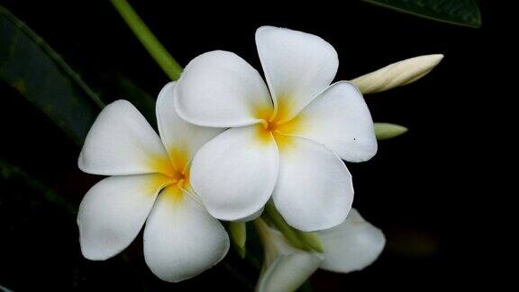 白色的花朵plumeria