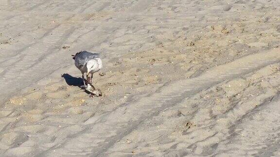 大白海鸥在沙滩上吃着一条鱼