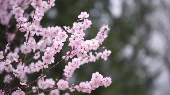 春天樱花盛开