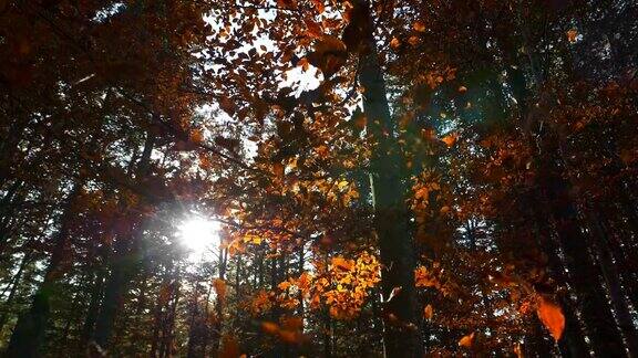 阳光穿过秋天的公园黄色的树叶从树上落下