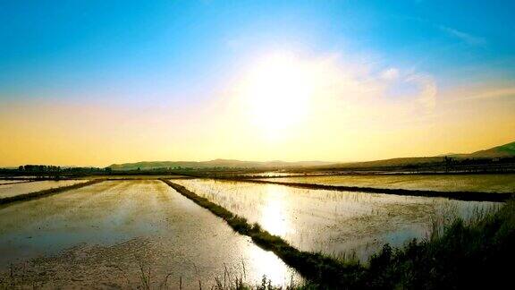 日落时分在稻田边开车