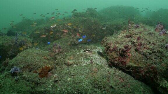 台湾在深海珊瑚礁中成群游动的花蕊鱼和小热带鱼