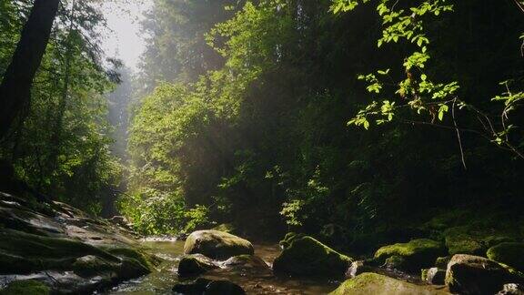 斯坦尼康镜头:在神秘的早晨森林里清澈的山涧阳光穿过树枝