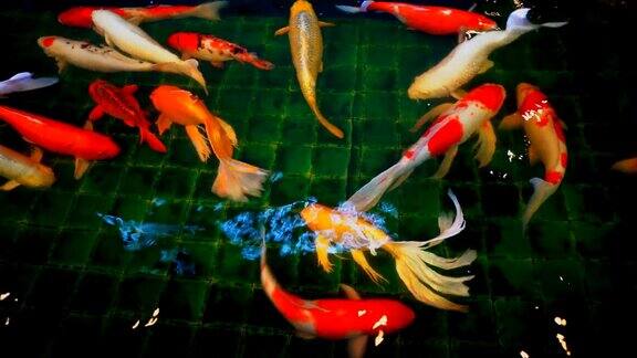 池塘里游着锦鲤或鲤鱼在五彩斑斓的鱼中美丽