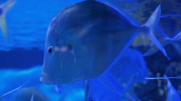一群银鱼在巨大的水族箱里游泳蓝色的光