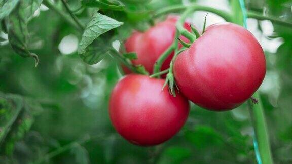 温室里新鲜成熟的西红柿准备收获