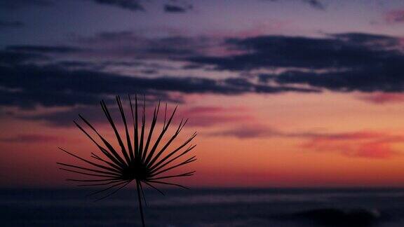 晒干的植物映衬着夕阳下的天空和大海