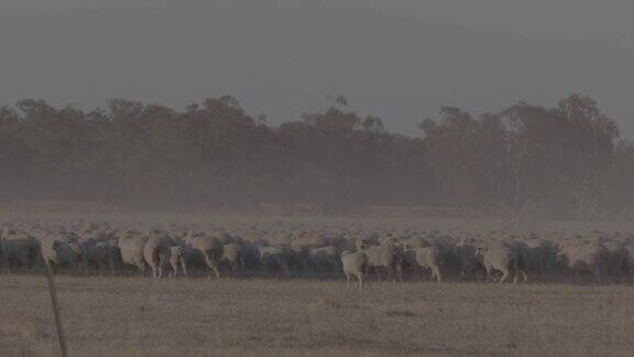 澳大利亚牧场里的美利奴羊正在放牧慢镜头