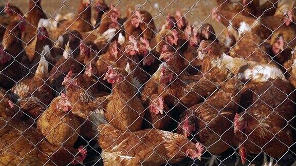 当地养鸡场的母鸡铁丝网后面的一群母鸡一群在人道家禽农场自由漫步的母鸡