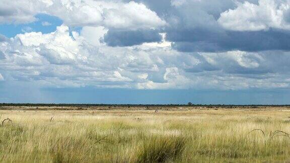 美丽的非洲大草原