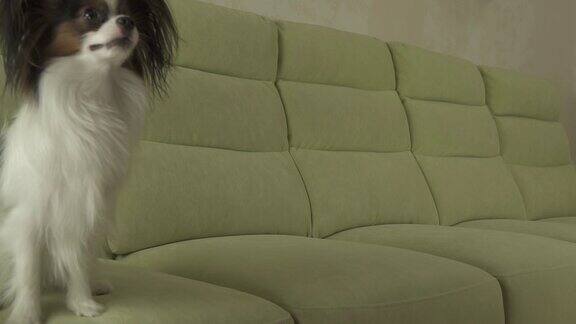 狗蝶耳在沙发上滑稽跳跃的慢动作素材录像