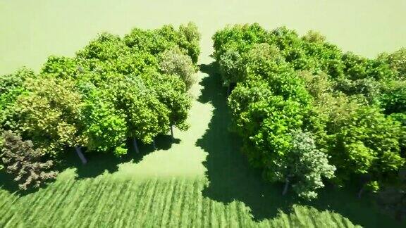 森林肺环境自然地球拯救地球绿色地球4k