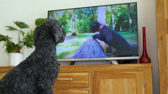 狗(狮子狗)坐在电视机前