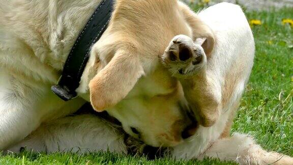 一只白色的拉布拉多犬在舔他的身体