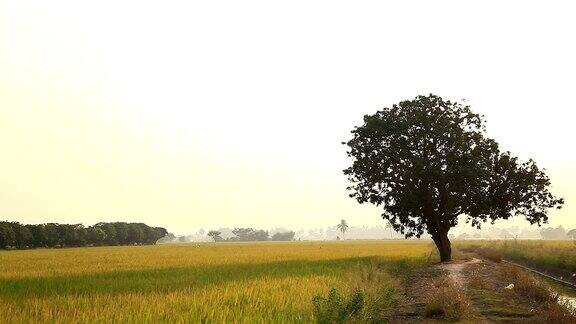 稻田里的大树