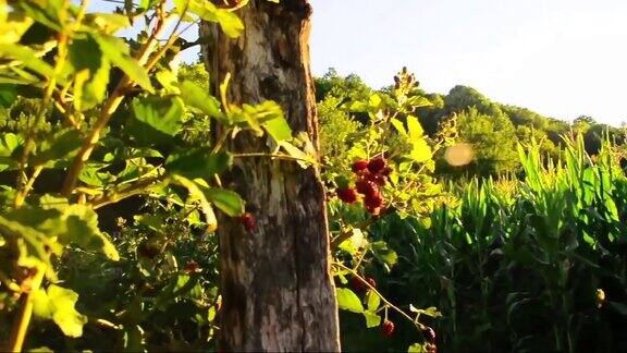 种植园黑莓日落-黑莓果实