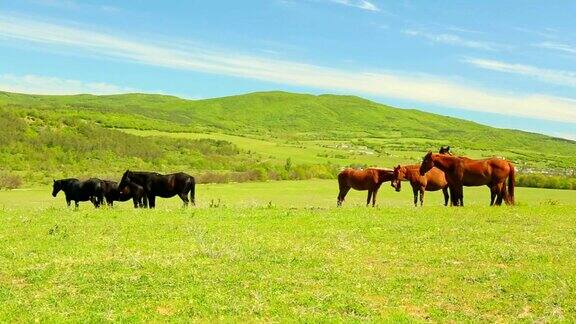 山上牧场上的一群马