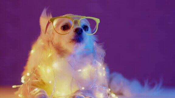 可爱可爱的小哈巴狗穿着圣诞灯服装与有趣的节日庆祝节日概念与RGB颜色背景