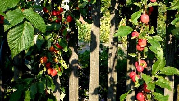 旧木栅栏旁的树枝上挂着许多红色的小苹果