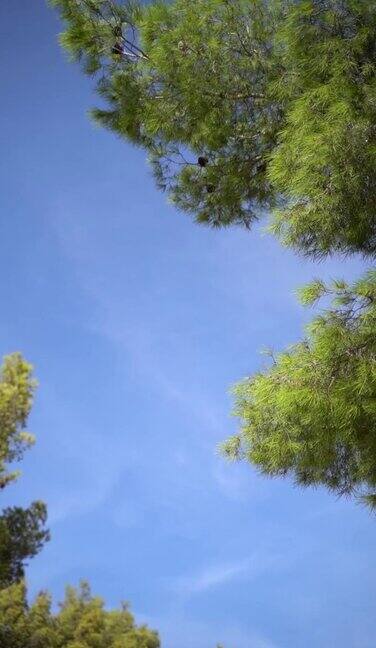 夏天阳光灿烂的日子里蓝天映衬着翠绿的松树