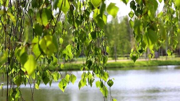 桦树河流湖泊自然背景森林