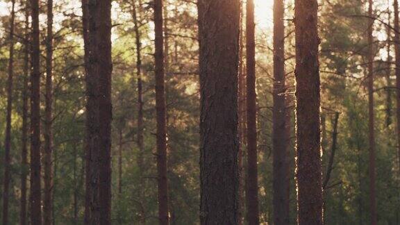 夏季松树林与日落的太阳透过树木