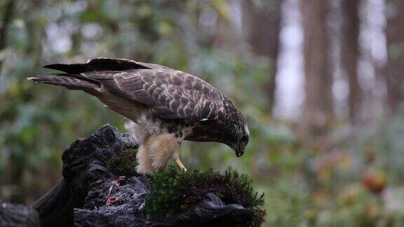 欧亚秃鹰在树桩上捕食猎物的特写