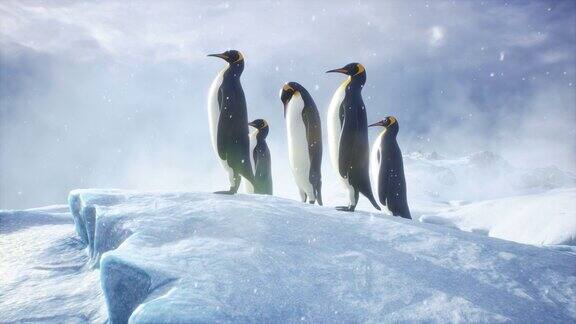 帝企鹅站在冰雪覆盖的冰山