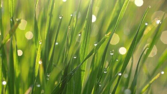 绿草与水珠或露珠的背景大自然在晨光中日出