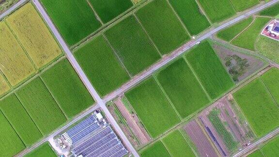 无人机拍摄的稻田在夏天