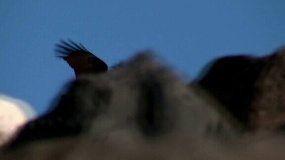婆罗门风筝秃海鹰在岩石上低飞