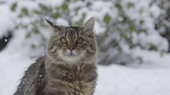 特写:毛茸茸的小猫被从天而降的雪花迷住了