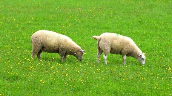 羊群在绿色的田野上