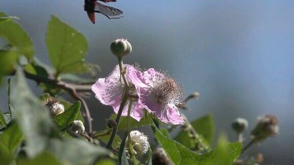 有趣的昆虫飞在粉红色的桑树花