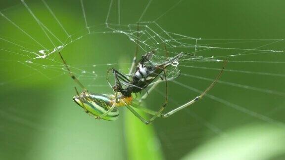 金球织布蜘蛛正在捕食猎物