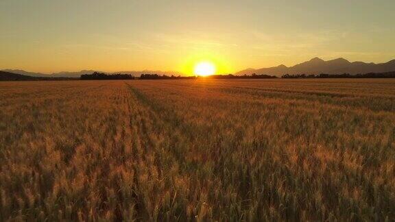 图片:日落时分乡村广阔的田野上种植着贪婪和棕色的小麦