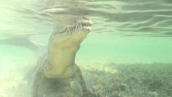 大海鳄鱼咸水古巴岛加勒比海视频