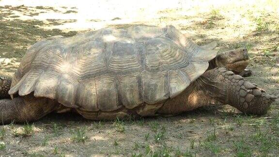 非洲盾形龟